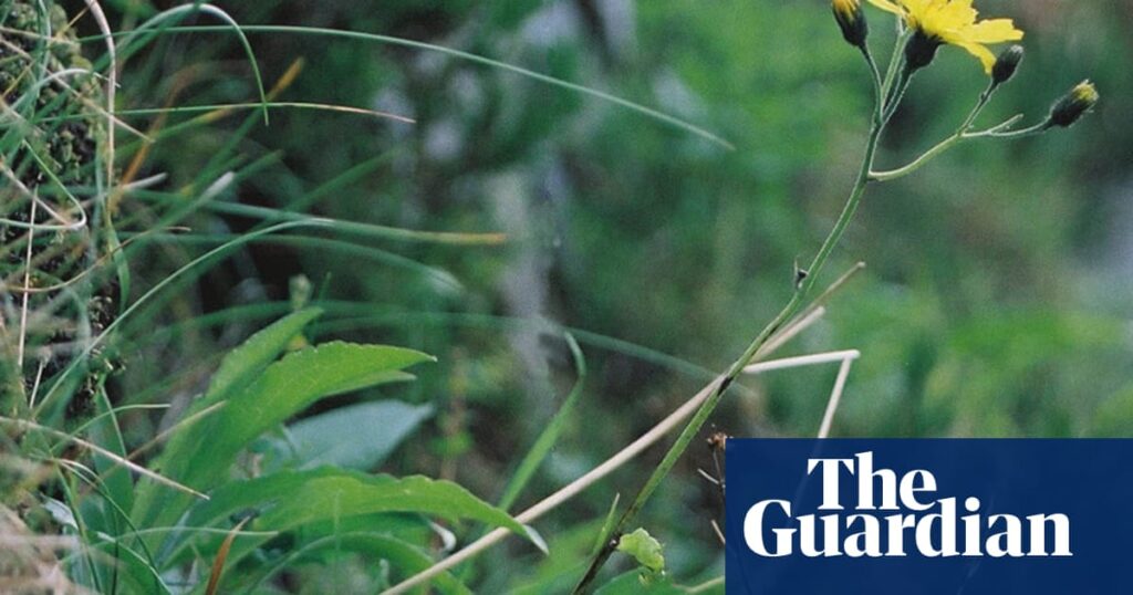 Dandelion-like ‘Welsh dodo’ plant continues to hold on in secret location | Science