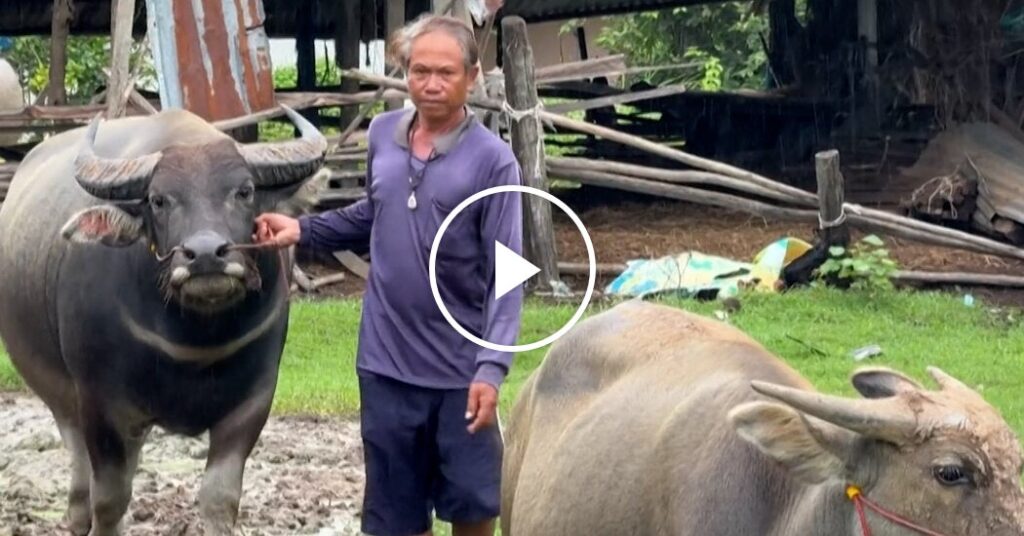 Despite Bombing, Some Remain at Thailand-Cambodia Border