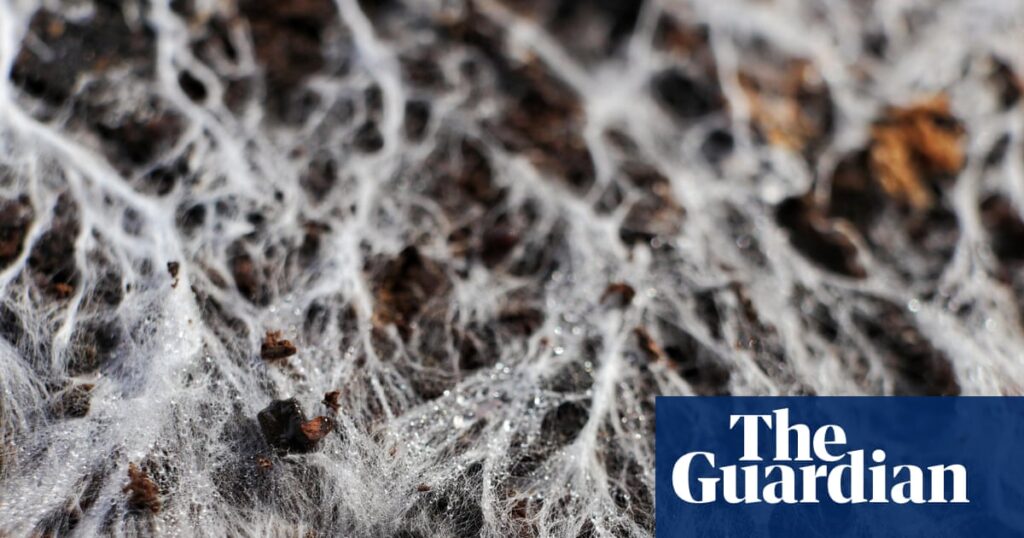 Earth’s underground networks of fungi need urgent protection, say researchers | Fungi