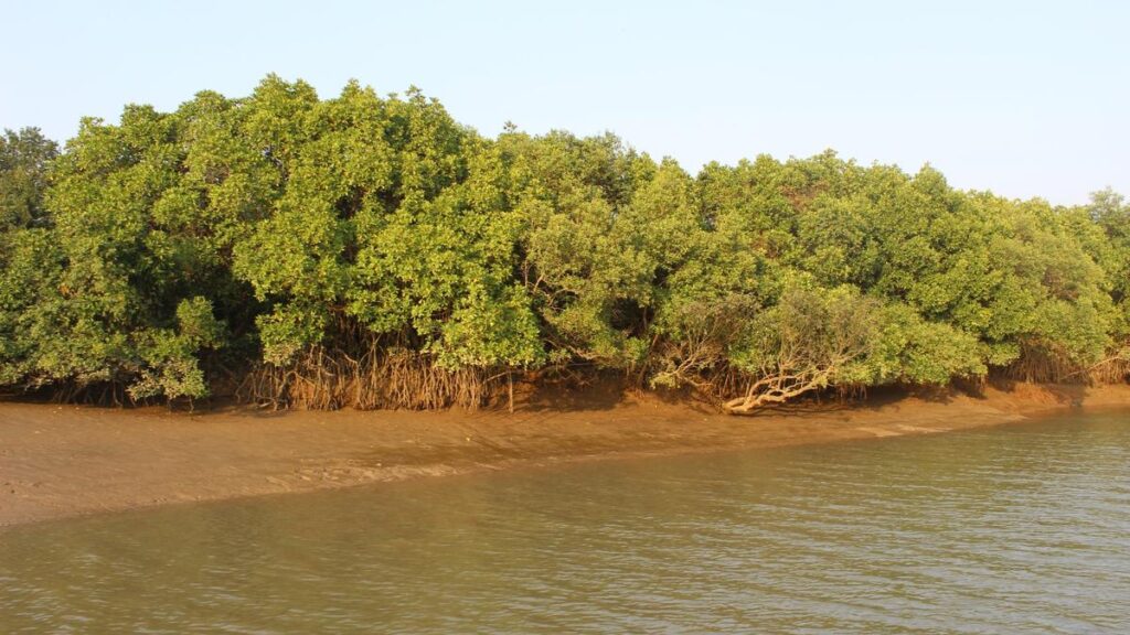 Efforts to restore mangroves can turn the tide on India’s coastal security