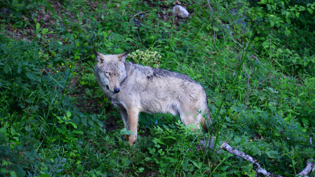 Europe battle unfolds over wolves : NPR