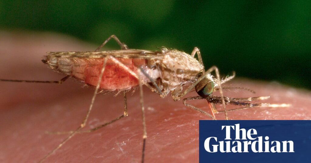 Malaria ‘back with a vengeance’ in Zimbabwe as number of deaths from the disease triple | Global development Malaria ‘back with a vengeance’ in Zimbabwe as number of deaths from the disease triple | Global development