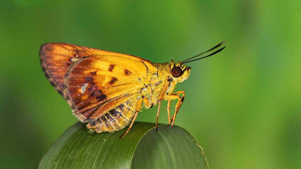 New butterfly species, Zographetus mathewi, discovered in Western Ghats