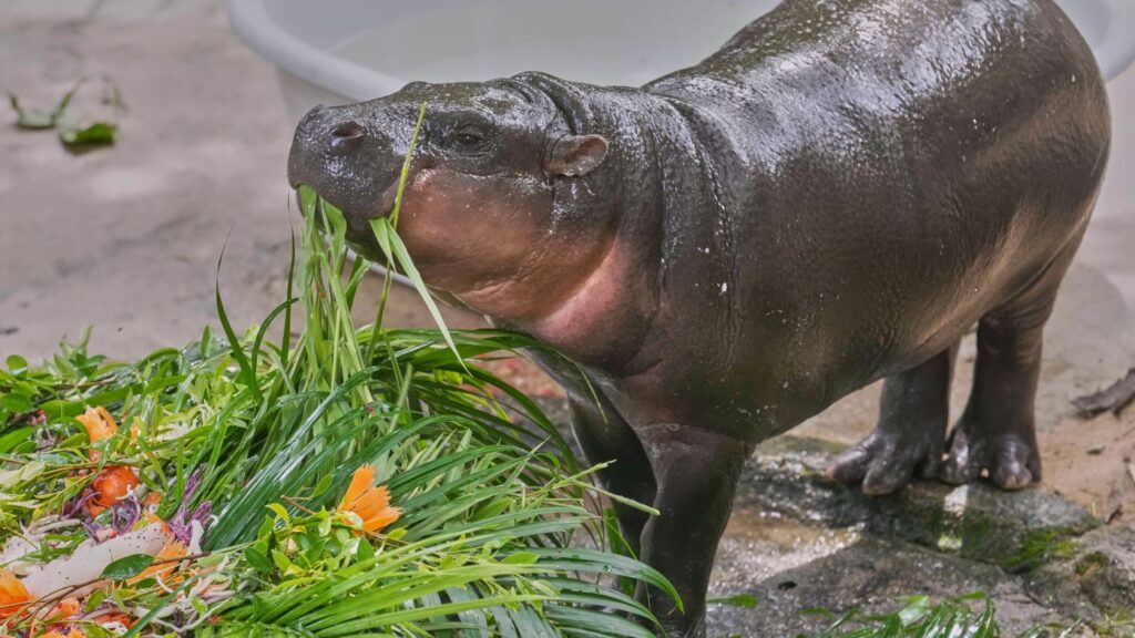 Pygmy hippo Moo Deng's first birthday draws thousands of fans : NPR