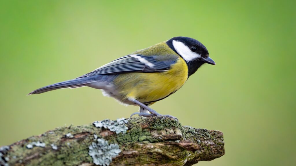 Researchers find that Great Tit songbirds get 'divorced' : NPR