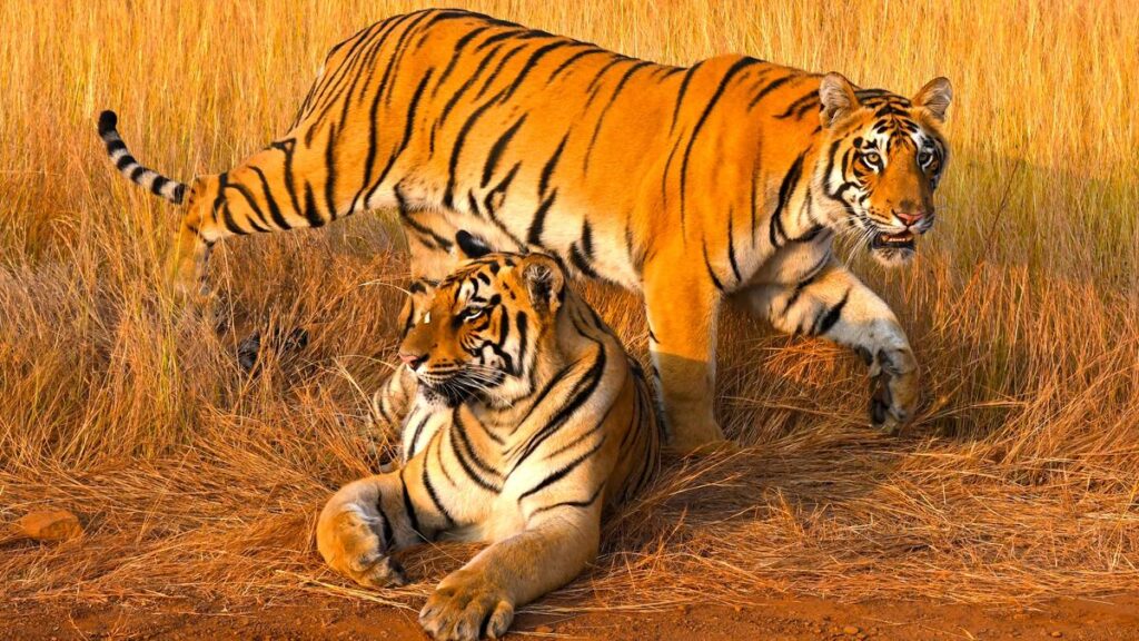 The tale of the tigers