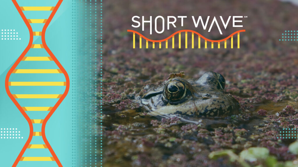 These scientists are using AI to listen to frogs : Short Wave : NPR