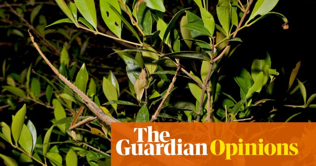 A huge stick insect has been discovered in Australia. Here’s why that’s important | Gwen Pearson
