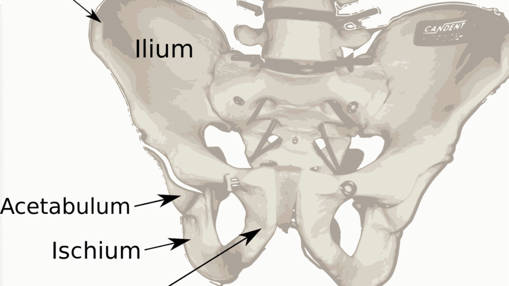 Ancient humans evolved to walk on two legs in two steps