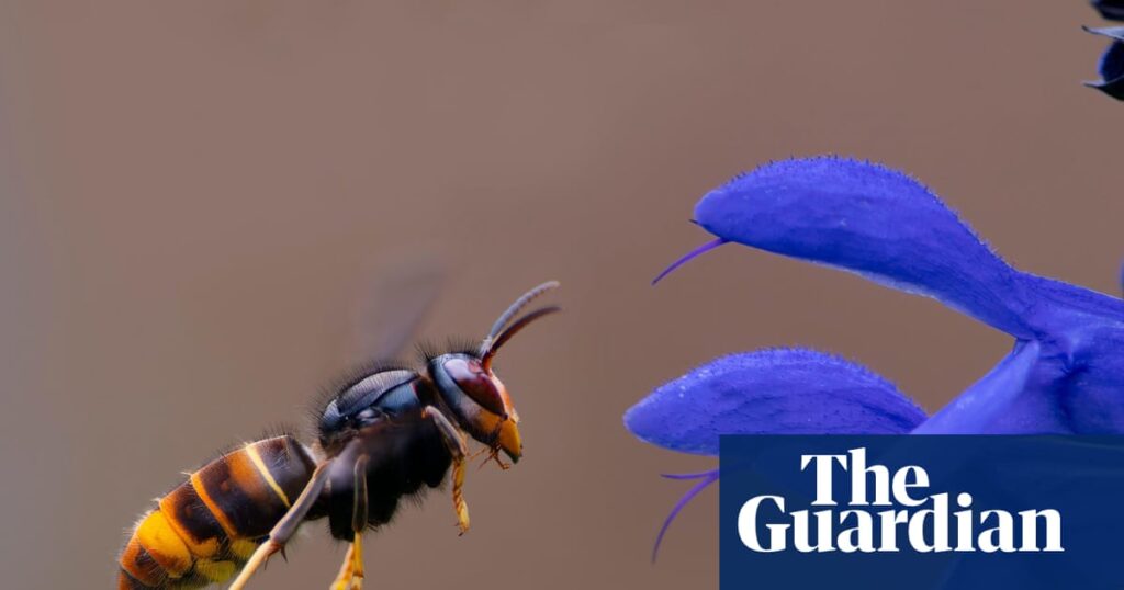 Asian hornet’s unique buzz may hold secret to containing invasive species | Invasive species Asian hornet’s unique buzz may hold secret to containing invasive species | Invasive species