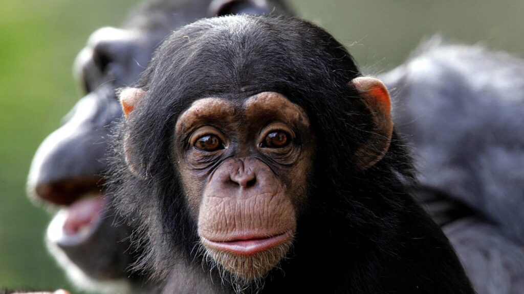 Chimps learn vocal, visual communication patterns from mom, not dad : NPR