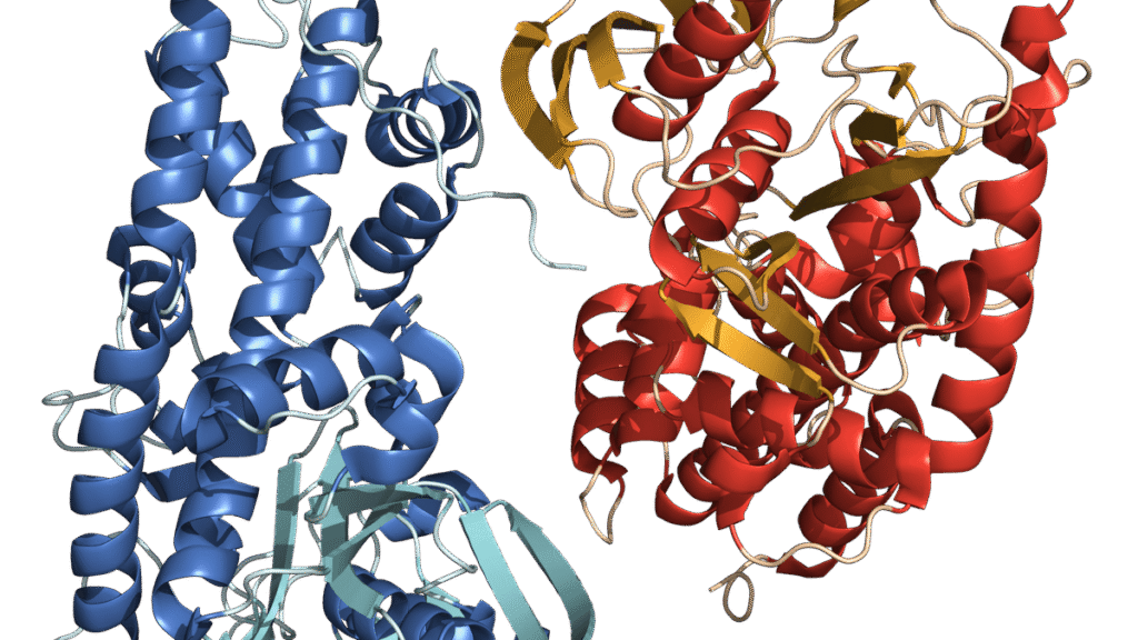 Cracking the mystery of how proteins found their shapes