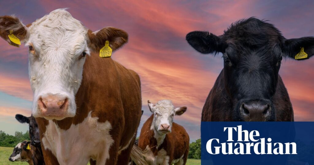 Dairy farmers say worker shortage is threatening UK food security | Farming
