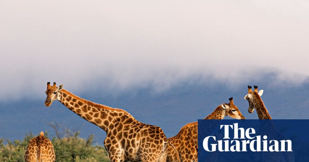 Everything Evolves by Mark Vellend review – can Darwin explain JD Vance? | Science and nature books