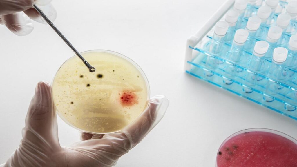 IIT Bombay researchers use microbes to unlock nature’s hidden rules  