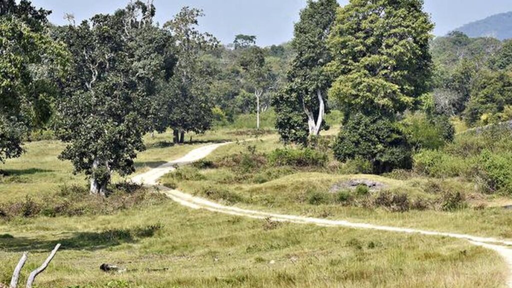 Is India underestimating the cost of dealing with invasive species?