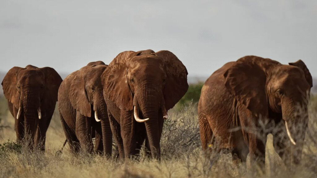 Kenyan farmers use bees, sesame to keep marauding elephants away