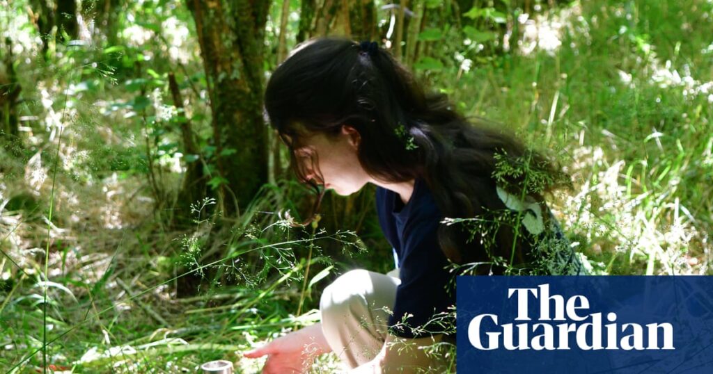 Magic mushrooms: how scientists discovered fungi are the secret ingredient for restoring the world’s forests | Fungi