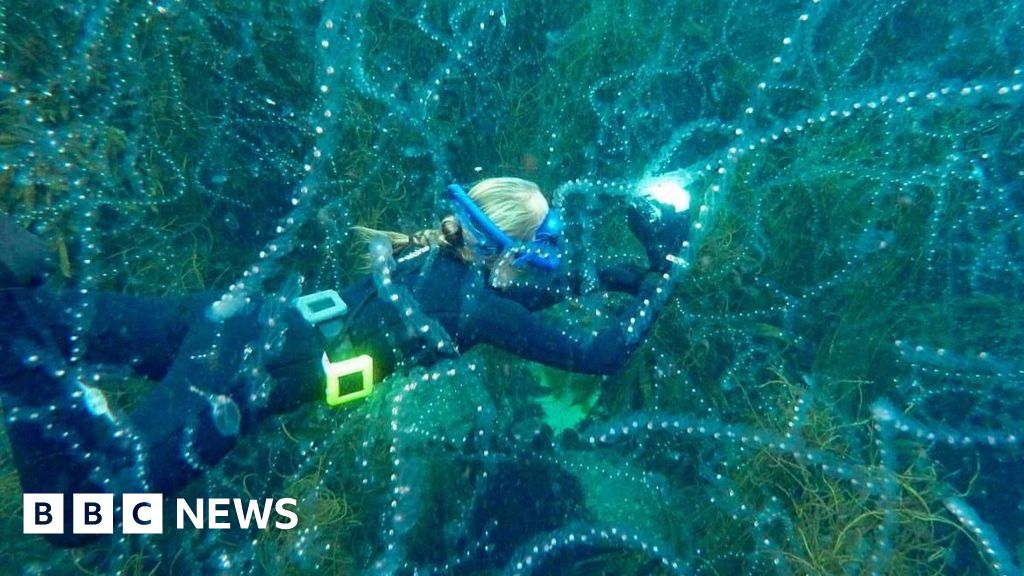 Record warm seas help to bring extraordinary species to UK waters Record warm seas help to bring extraordinary species to UK waters