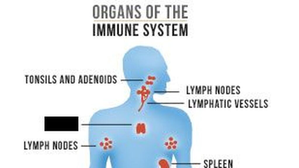 Science Quiz: On the immune system
