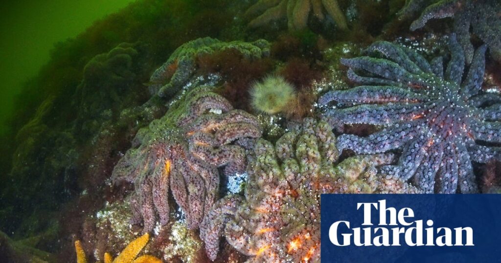 Scientists identify bacterium behind devastating wasting disease in starfish | Marine life