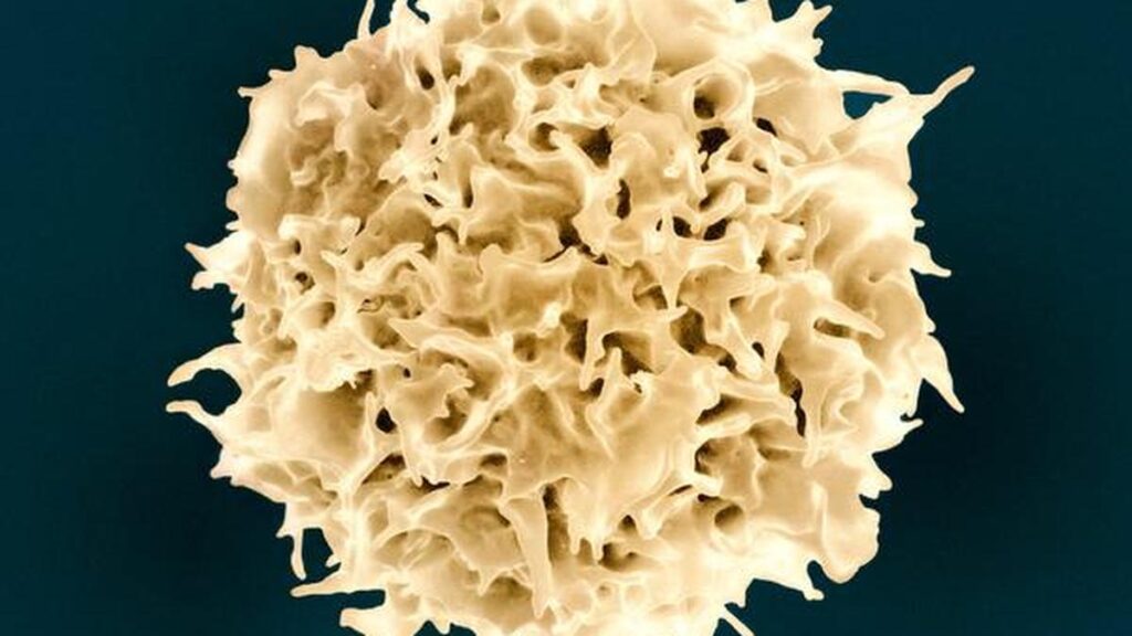 Scientists use AI-designed proteins to generate immune cells 