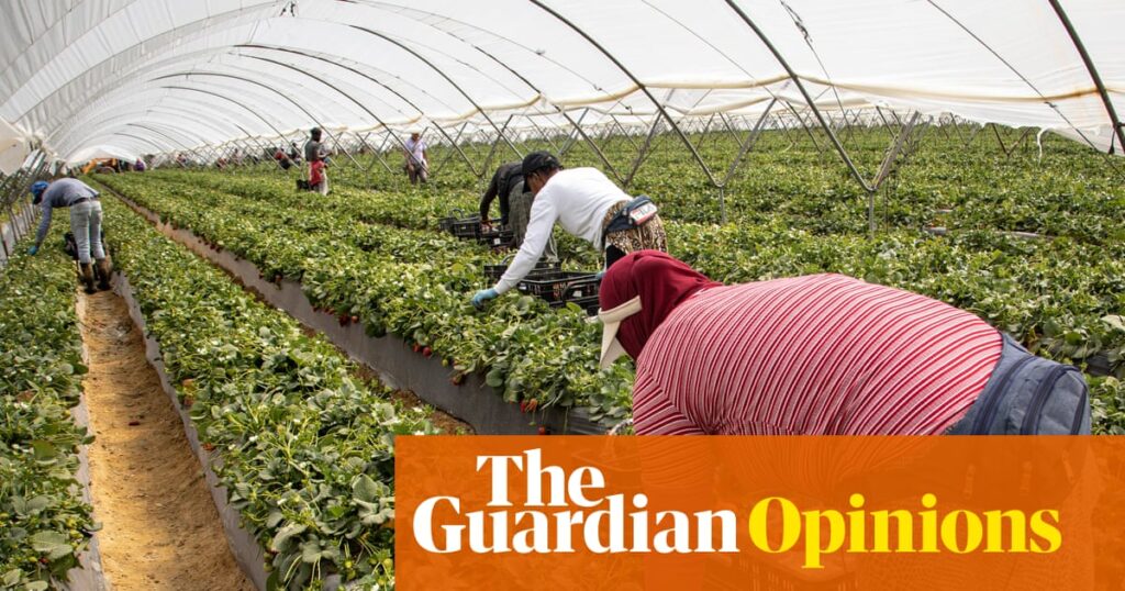 Spain’s economy is the envy of Europe, but the plight of its strawberry pickers tells another story | Tone Sutterud