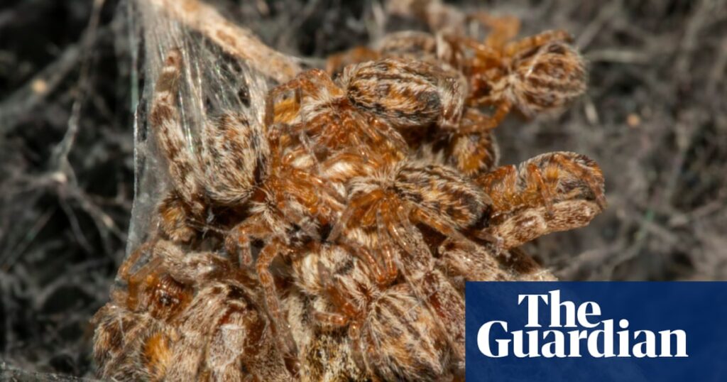 TV tonight: David Attenborough’s skin-crawling new nature series | Television & radio