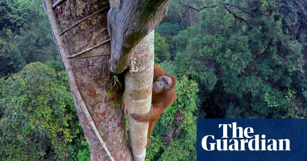 The genius of trees: how forests have shaped humanity, from chocolate cravings to our ability to dream | Trees and forests