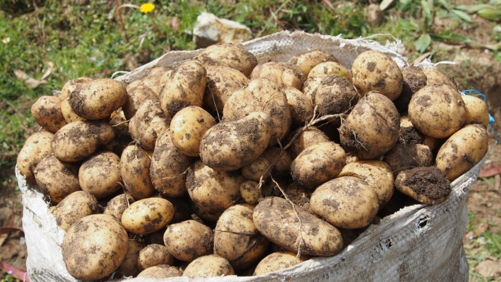 The strange-but-true origin story of the humble potato : NPR