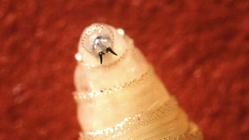 U.S. confirms its first human case of New World screwworm : NPR