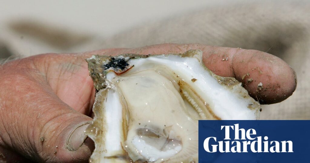 When science meets music: Florida’s oyster decline is being told through jazz | Florida