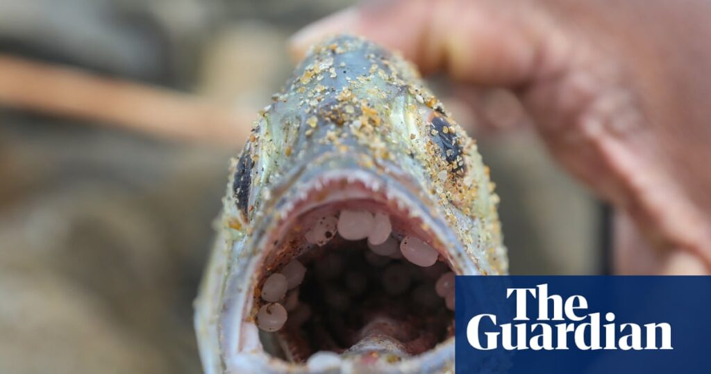 Why can’t the world get its act together on plastics? – podcast Why can’t the world get its act together on plastics? – podcast