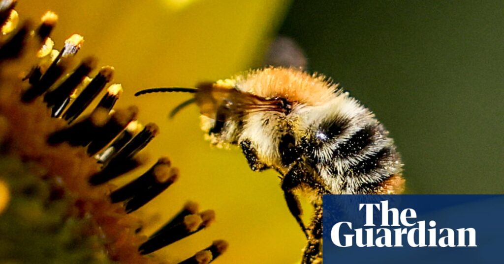 Wild bees visit different flowers to balance diet, study shows | Bees