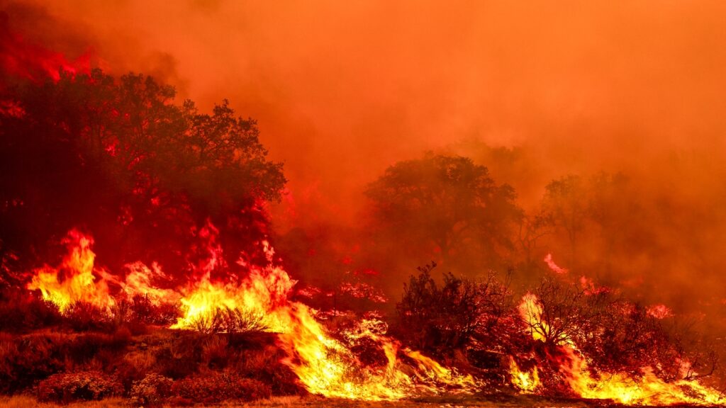 Will more roads in national forests help against wildfires? : NPR