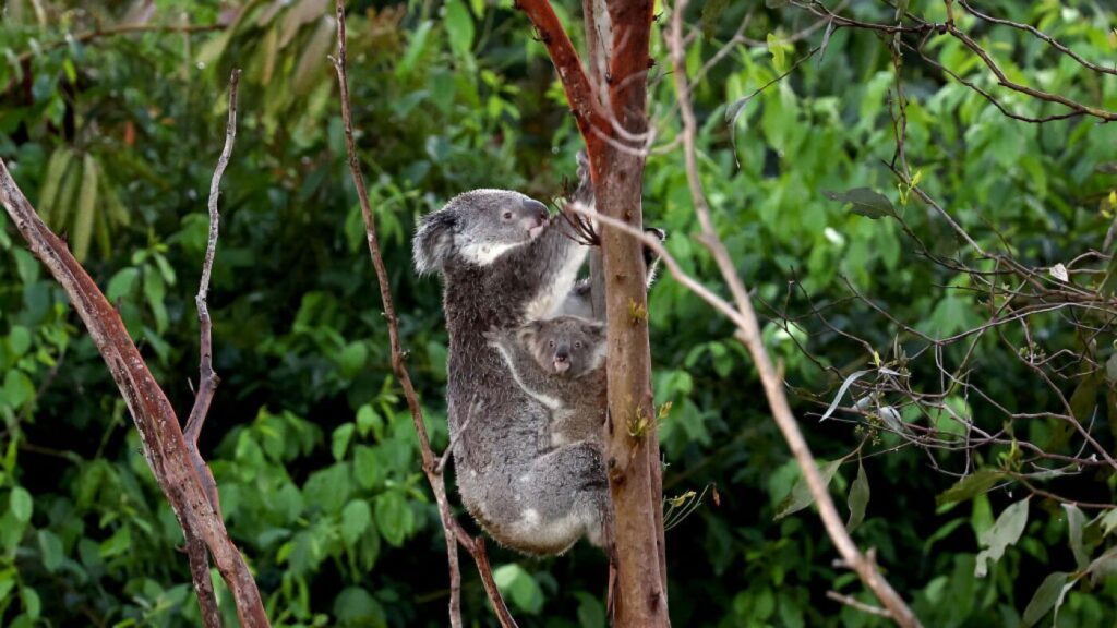 Australia approves chlamydia vaccine for koalas : NPR