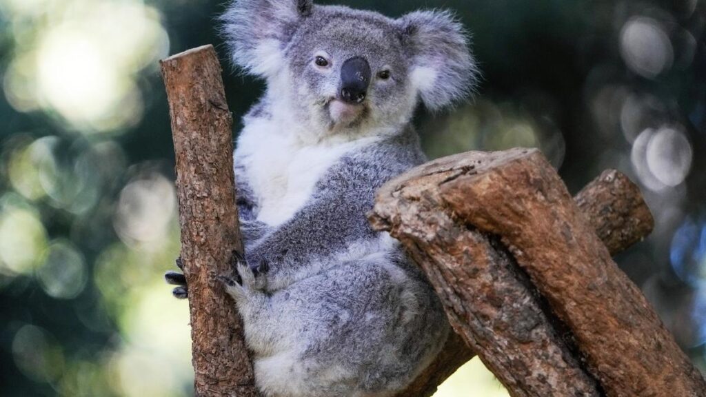 Australia approves world’s first vaccine to save koalas from chlamydia