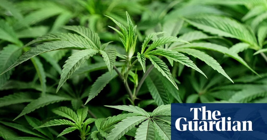 Cannabis stocks soar after Trump shares video promoting drug’s use for seniors | Cannabis