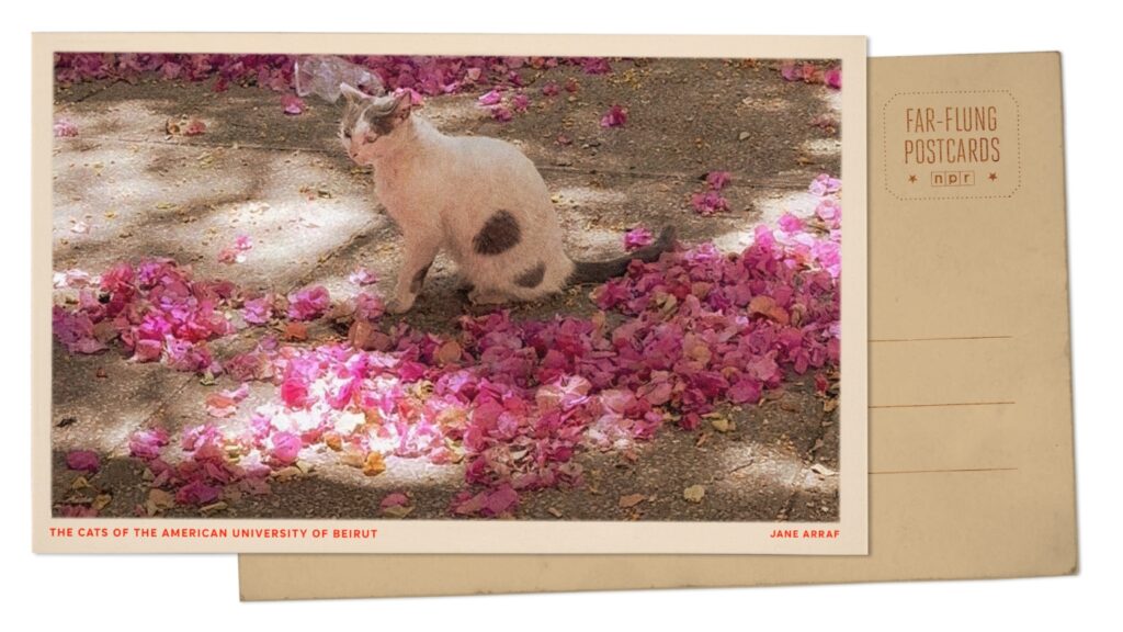 Cats roam American University of Beirut in Lebanon : NPR