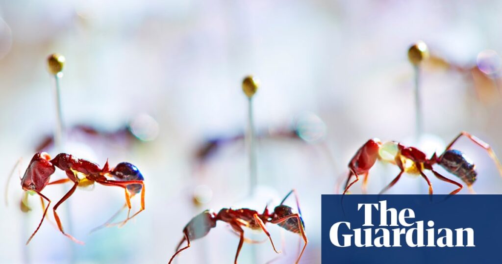 Fiji ant study provides new evidence of insects’ decline on remote islands | Insects
