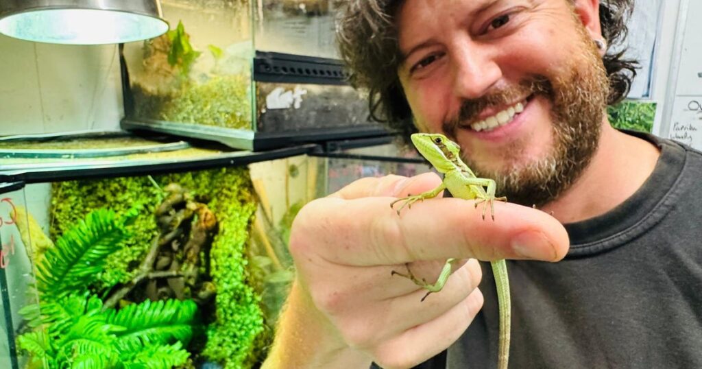 Iguana's "virgin birth" hailed by zookeepers as "one of the rarest events in the animal kingdom"