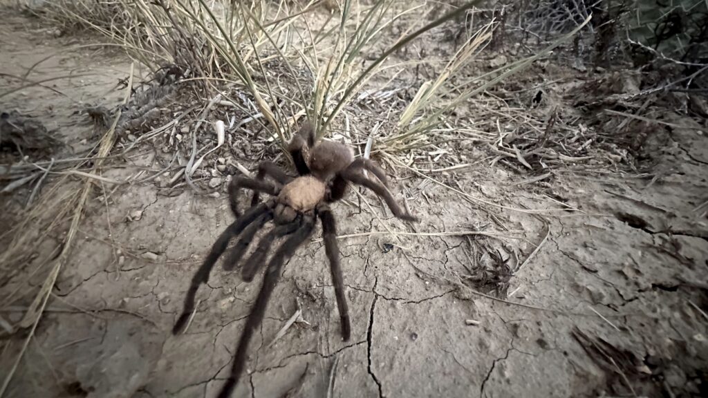 Male tarantulas are moving and wooing their way across Colorado : NPR