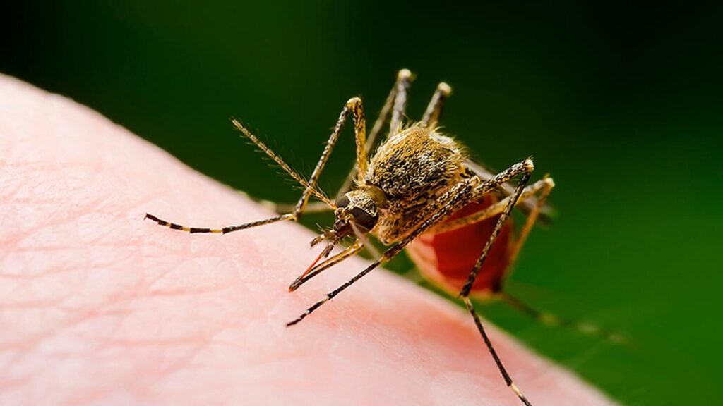 Mosquitoes suck — but should we simply get rid of them?