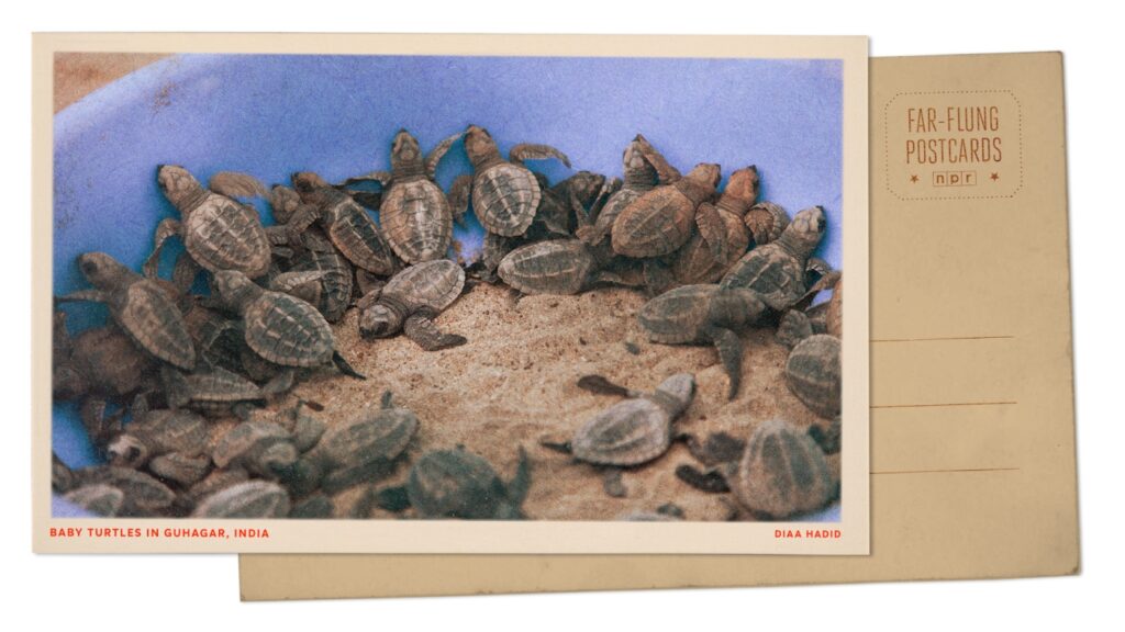 Olive ridley turtle hatchlings in India : NPR