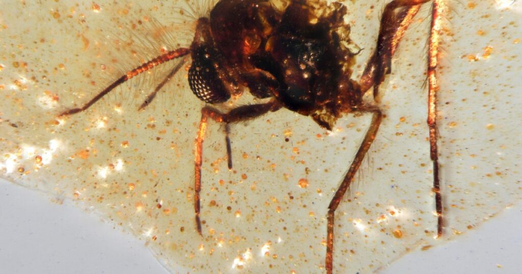 Prehistoric insects trapped in amber give glimpse into ancient life on Earth: "Little windows into the past"