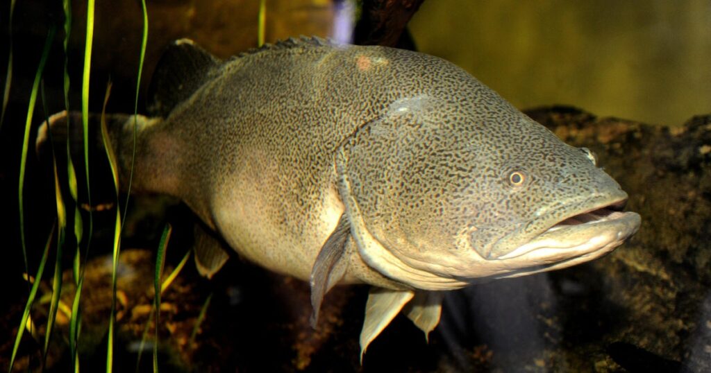 A freshwater fish named Arnie just swam a record 530 miles, mostly upstream, Australian scientists say