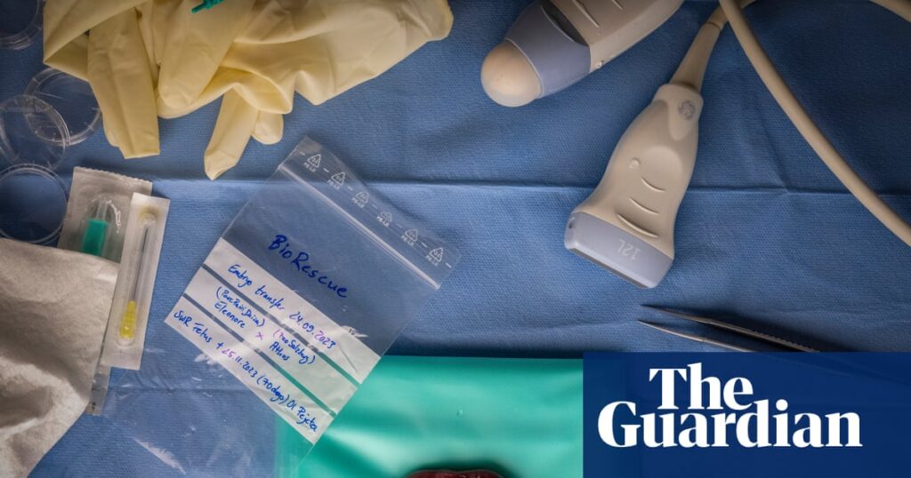 A tiny rhino foetus developed by IVF: Jon A Juárez’s best photograph | Photography