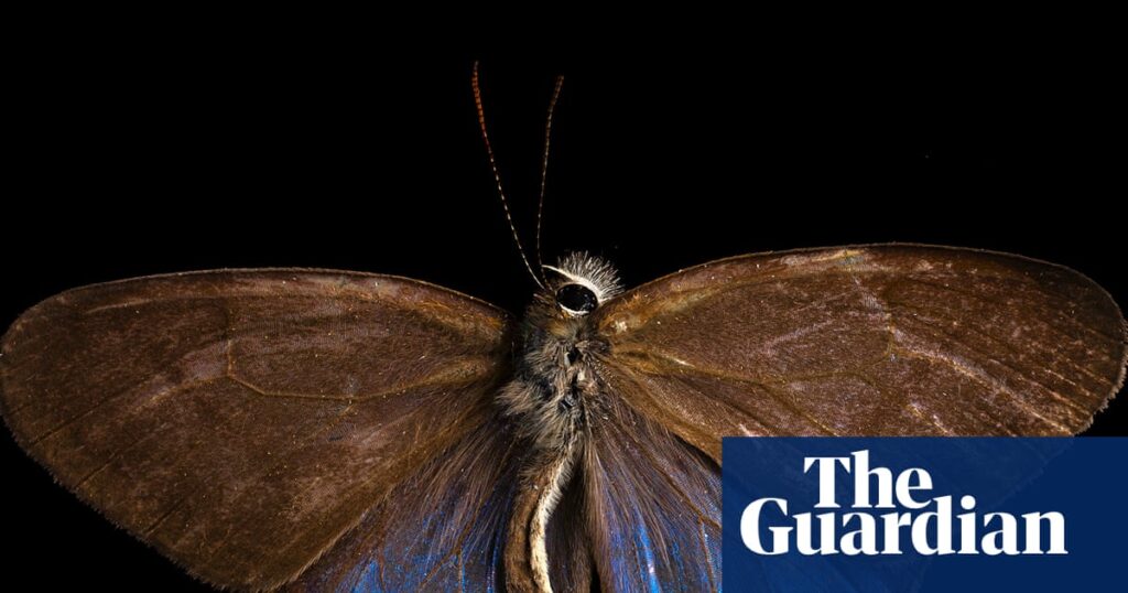 As forests are cut down, butterflies are losing their colours | Butterflies