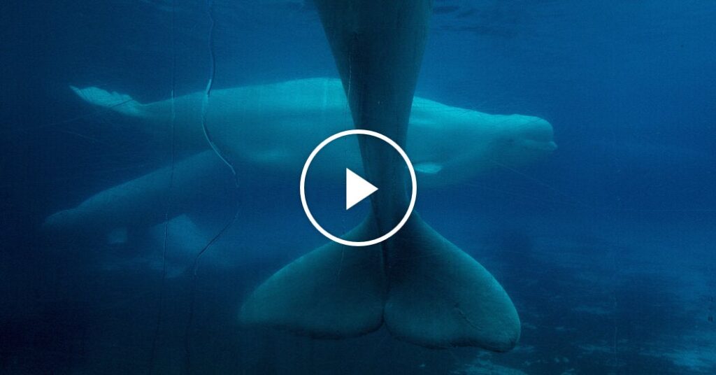 Beluga Whales at Risk of Euthanasia