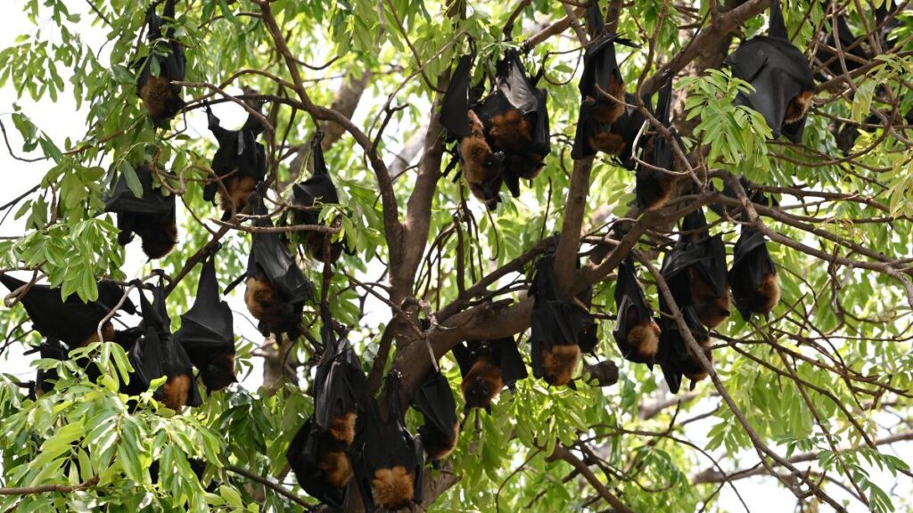 By reusing old genes, bats became the only mammals able to fly